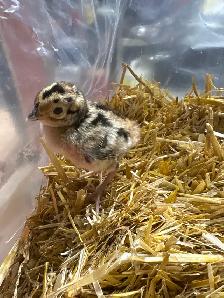 Ring Neck Pheasant Chicks - Photo 2
