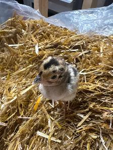 Ring Neck Pheasant Chicks - Photo 3