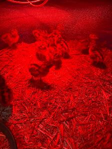 Ring Neck Pheasant Chicks - Photo 4