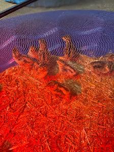 Ring Neck Pheasant Chicks - Photo 5