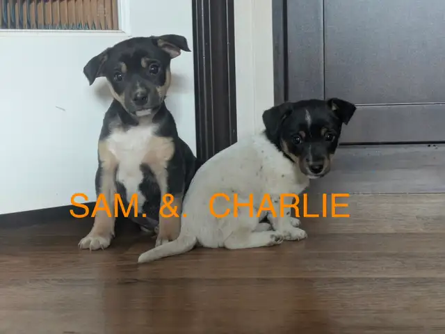 Jack Russell Hunt Terriers