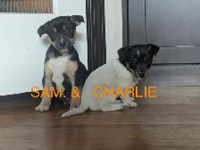 Jack Russell Hunt Terriers