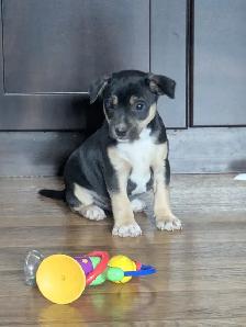 Jack Russell Hunt Terriers - Photo 2