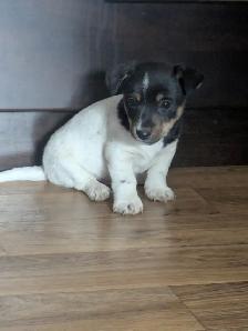 Jack Russell Hunt Terriers - Photo 3