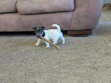 Jack Russell Hunt Terriers - Photo 4