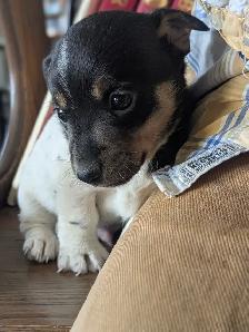 Jack Russell Hunt Terriers - Photo 5