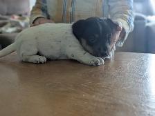 Jack Russell Hunt Terriers - Photo 7