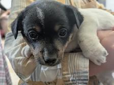 Jack Russell Hunt Terriers - Photo 9