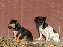 Jack Russell Hunt Terriers - Photo 10