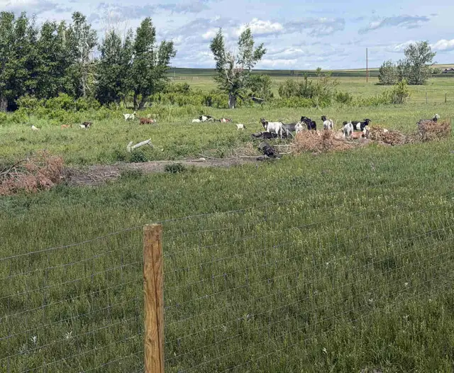 Meat Goats