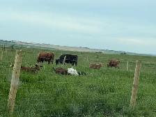 Meat Goats - Photo 2