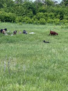 Meat Goats - Photo 3
