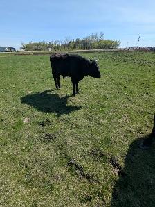 Wagyu x Holstien Bull - Photo 2