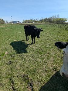 Wagyu x Holstien Bull - Photo 4