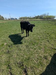 Wagyu x Holstien Bull - Photo 5
