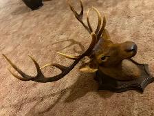 Decorative Elk Wall Mount - Photo 2