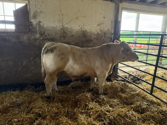2 pure bred charolais bulls