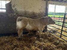 2 pure bred charolais bulls