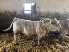 2 pure bred charolais bulls - Photo 2