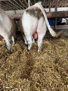 2 pure bred charolais bulls - Photo 3