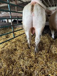2 pure bred charolais bulls - Photo 4