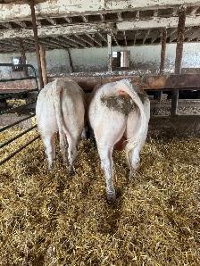 2 pure bred charolais bulls - Photo 5
