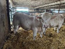 2 pure bred charolais bulls - Photo 6
