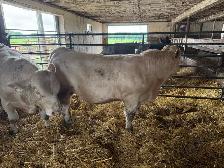 2 pure bred charolais bulls - Photo 7