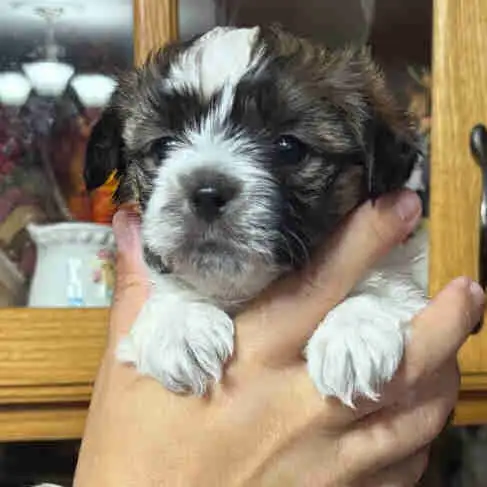 shihtzu/Biewer Yorkie terrier puppies