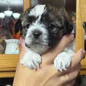 shihtzu/Biewer Yorkie terrier puppies