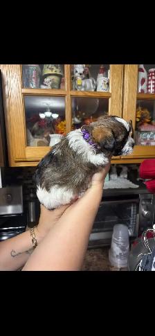 shihtzu/Biewer Yorkie terrier puppies - Photo 2
