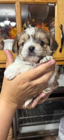 shihtzu/Biewer Yorkie terrier puppies - Photo 3