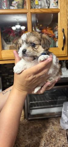 shihtzu/Biewer Yorkie terrier puppies - Photo 4