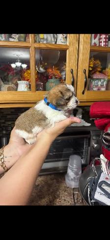 shihtzu/Biewer Yorkie terrier puppies - Photo 5