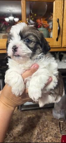 shihtzu/Biewer Yorkie terrier puppies - Photo 6