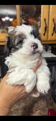 shihtzu/Biewer Yorkie terrier puppies - Photo 7