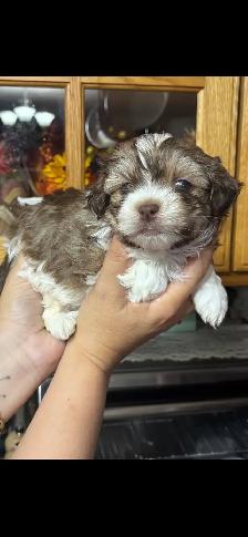 shihtzu/Biewer Yorkie terrier puppies - Photo 8