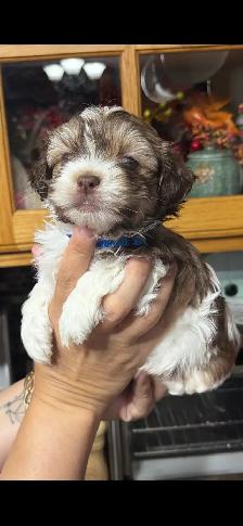 shihtzu/Biewer Yorkie terrier puppies - Photo 9