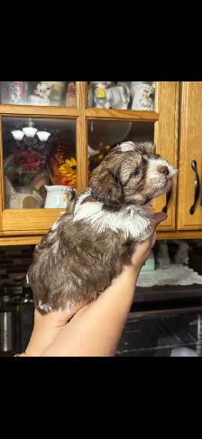 shihtzu/Biewer Yorkie terrier puppies - Photo 10