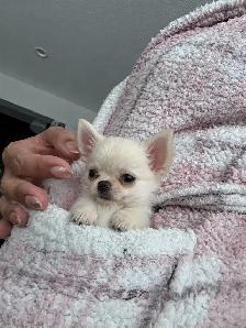 SWEET CKC MICRO (pocket size) LH CHI - Photo 2