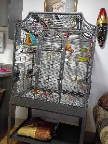 inséparable mâle et une cage - Photo 2