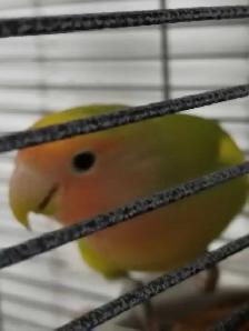 inséparable mâle et une cage - Photo 3