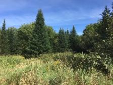 10 acres for sale, Pontiac, Qc. 25 minutes from Aylmer(Gatineau) - Photo 5