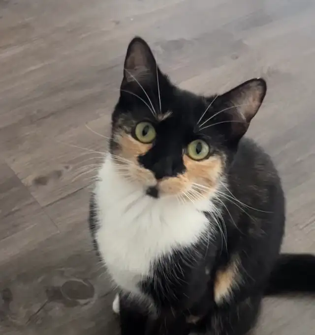 cat free