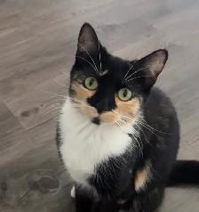 cat free