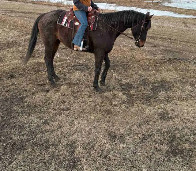 grade gelding