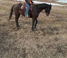 grade gelding