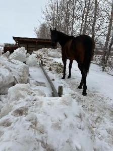 grade gelding - Photo 2