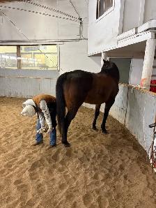 grade gelding - Photo 3