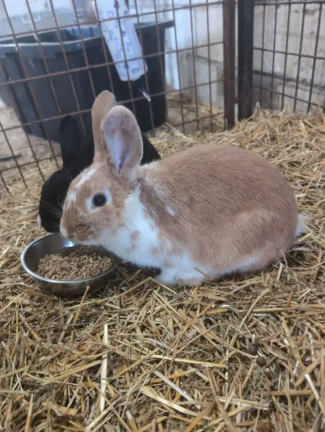 Bunny for sale!